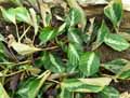 Calathea undulata