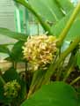 Calathea vaginata