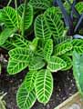 Calathea zebrina
