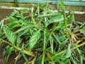 Marantaceae-Ctenanthe-amabilis-Ctenanthe.jpg