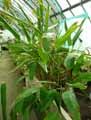 Marantaceae-Ctenanthe-compressa-Ctenanthe.jpg