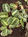 Maranta bicolor