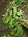 Marantaceae-Maranta-leuconeura-Kerkoviana-Marante-Dormeuse.jpg