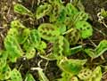 Marantaceae-Maranta-leuconeura-Marante-Dormeuse-5030.jpg