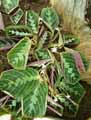 Marantaceae-Maranta-leuconeura-Massengeana-Marante-Dormeuse.jpg