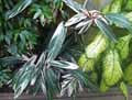Marantaceae-Stromanthe-multicolor-Stromanthe-multicolore-5024.jpg