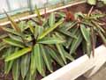 Stromanthe sanguinea