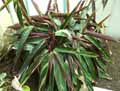 Marantaceae-Stromanthe-sanguinea-Magicstar-Stromanthe.jpg