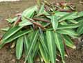 Marantaceae-Stromanthe-sanguinea-Stromanthe.jpg