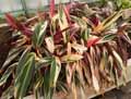 Stromanthe sanguinea Triostar