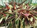 Marantaceae-Stromanthe-sanguinea-Triostar-Stromanthe.jpg