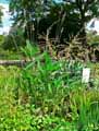 Thalia dealbata