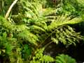 Angiopteris evecta