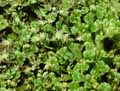Marchantia polymorpha