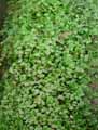 Marchantia polymorpha