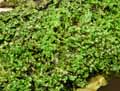 Marchantia polymorpha