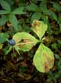 Paris quadrifolia