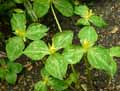 Trillium grandiflorum