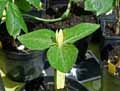 Trillium luteum