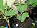 Trillium vaseyi