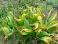 Veratrum nigrum