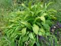 Veratrum nigrum