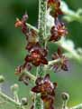 Veratrum nigrum