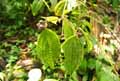 Melastomataceae-Clidemia-hirta-Clidemia-Clidemie-herissee-Faux-Vatouk.jpg