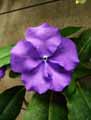 Tibouchina urvilleana