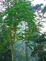 Cedrela sinensis