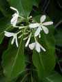 Khaya senegalensis