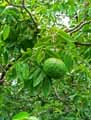 Xylocarpus moluccensis