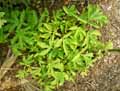 Melianthus major