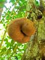 Tambourissa leptophylla