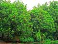 Moraceae-Artocarpus-altilis-Arbre-a-pain.jpg
