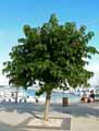 Moraceae-Broussonetia-papyrifera-Murier-a-papier.jpg