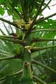 Carica papaya