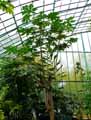Moraceae-Carica-papaya-Papaye-Papayer.jpg