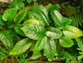 Moraceae-Dorstenia-bahiensis-Dortensia.jpg