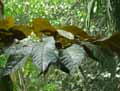 Ficus aspera, Ficus cannonii