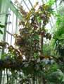 Ficus aspera, Ficus cannonii