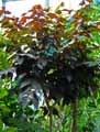 Ficus aspera, Ficus cannonii