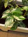Ficus aspera Parcelli