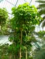 Ficus auriculata