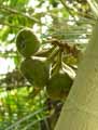 Ficus auriculata