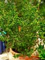 Ficus barok