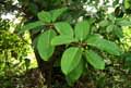 Ficus bengalensis