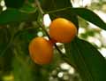 Ficus benjamina