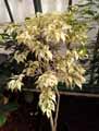 Ficus benjamina Starlight
