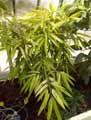 Ficus binnendijkii Amstel gold